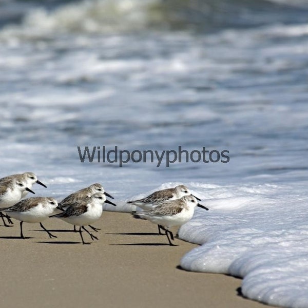 Nature Photograph-Sanderlings in Assateague Island National Seashore