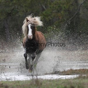 May include: A brown and white horse with a long mane runs through a shallow body of water, splashing water in all directions.