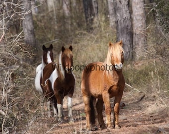 May include: Three wild horses in a wooded area. The horse in the foreground is brown with a blonde mane and tail. The two horses in the background are brown and white.