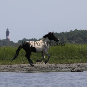 Chincoteague Stallion Beach Boy Photo - Pick One Image