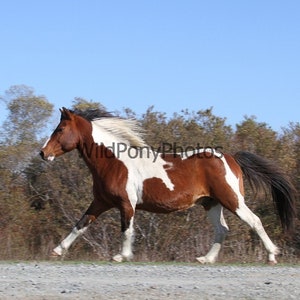 Chincoteague Stallion Wild Thing Photo - Pick One Image