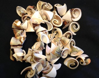 Large Cut Drilled Shell Pieces.. 3 OUNCE SHELLS