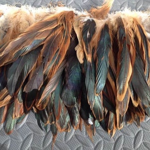 May include: A bunch of brown and teal feathers with a slight iridescent sheen.