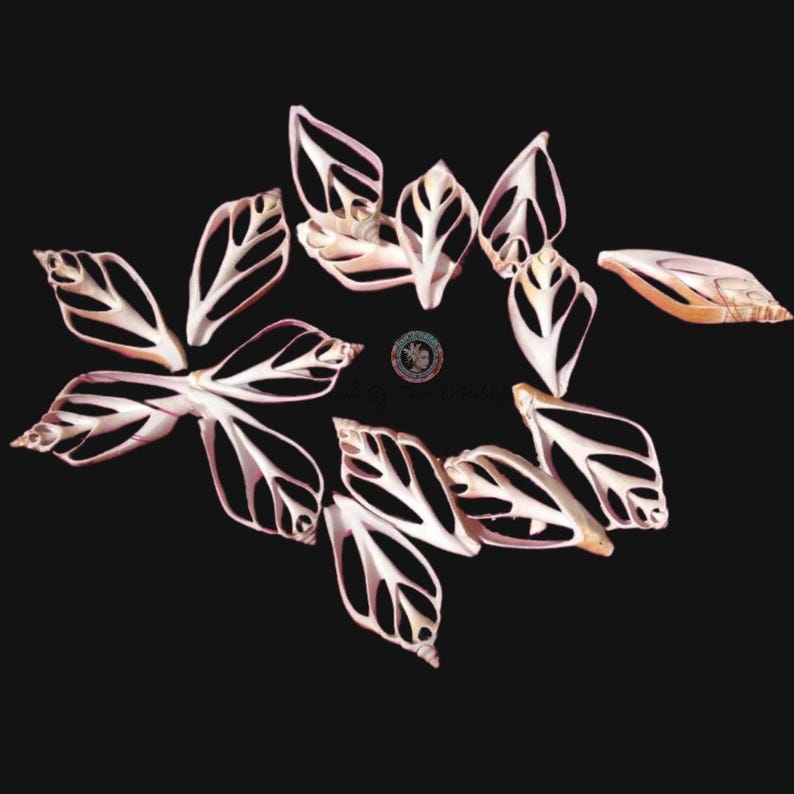 May include: A collection of ten delicate, white and pink seashells with intricate patterns. The shells are arranged in a circular pattern on a black background.