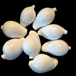 NATURAL MEDIUM Pule&#39;oto Shells. White Cowrie Egg Shell.  Authentic Sea Shells. Costume Sea Shells. Tongan Teunga Tau&#39;olunga Shells. Kahoa.