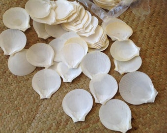 Natural Scallop Shells.