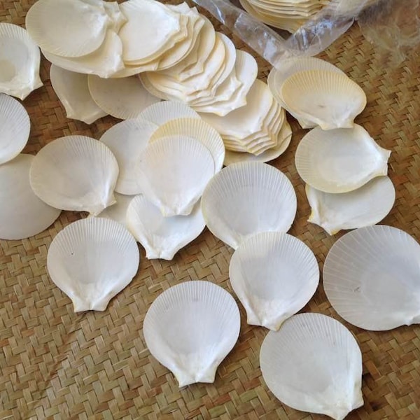 Natural Scallop Shells.