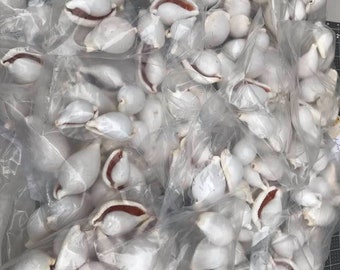 NATURAL MEDIUM Pule'oto Shells. White Cowrie Egg Shell.  Authentic Sea Shells. Costume Sea Shells.