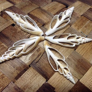 Center Cut Strombus vittatus seashells.