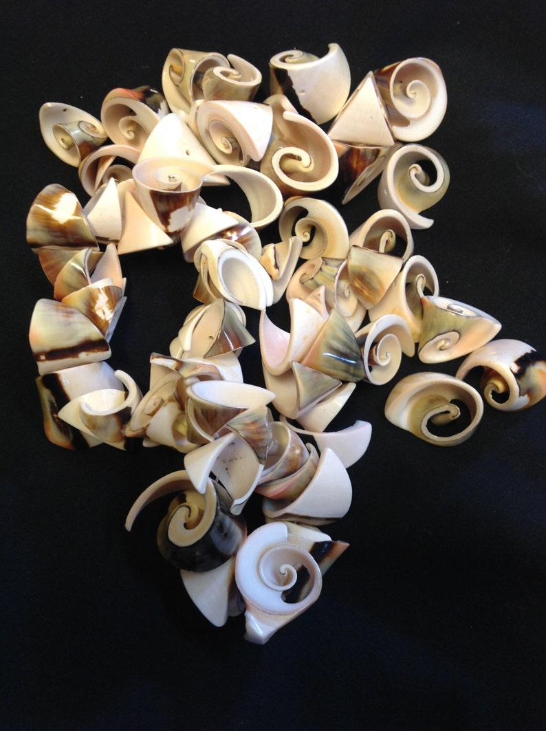 Large Cut Drilled Shell Pieces.. 3 OUNCE SHELLS - Etsy