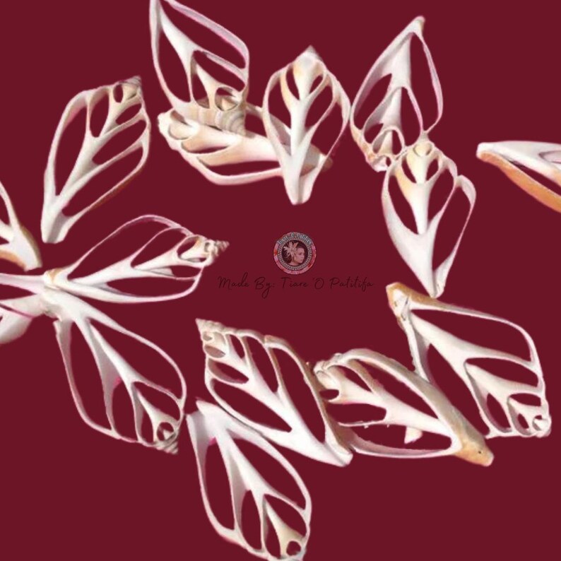 May include: A collection of white seashells with intricate patterns, arranged in a circular shape on a burgundy background. The shells have a delicate, lacy appearance and are a beautiful example of nature's artistry.