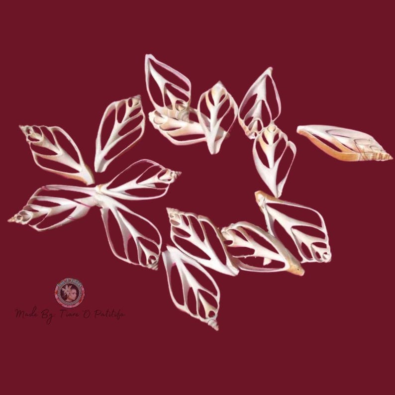 May include: A collection of white seashells with intricate patterns, arranged in a circular formation on a burgundy background. The shells have a delicate, lacy appearance.