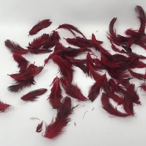 1 &quot;-2&quot; kleine rote Federn Fulufulu&#39;i Manu Kulokula. Tauolunga, Ta&#39;ovala Federn. 1/2 Unze Beutel. Teuteu Ngafingafi, Kiekie & Tekiteki. Fuluma.