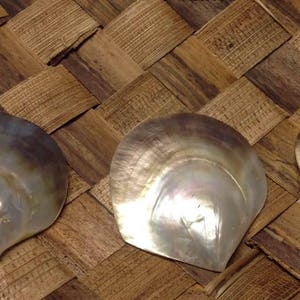 Coquille de nacre noire à lèvre percée. Coque monobloc. Coquillage en nacre.