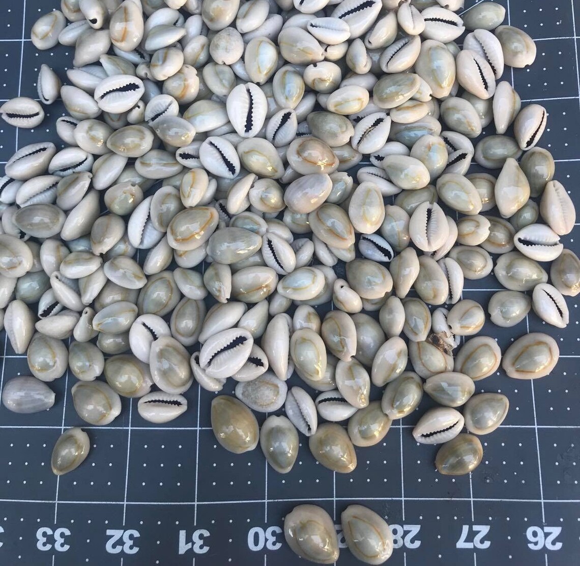 Loose Cowrie Shells – Natural Costume & Craft Shells - Etsy