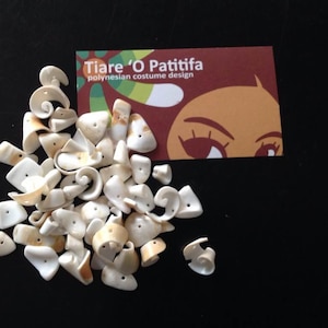 Drilled Natural Sea Shells.