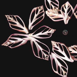 May include: A collection of delicate, white, and pink seashells with intricate patterns, resembling a flower. The shells are arranged in a circular pattern on a black background.
