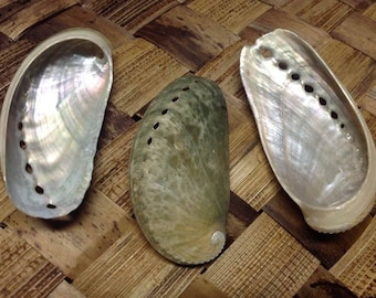 Green Donkey Ear Abalone Shells for crafts MEASURES- 2" to 3-1/4", Commercial grade.