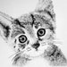 see more listings in the Animal Drawings section