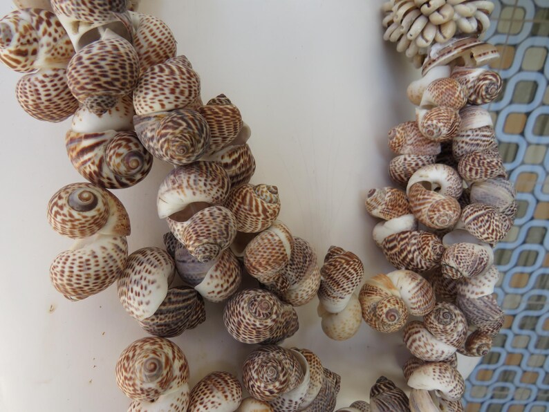 K&ouml;nnte beinhalten: Eine Nahaufnahme einer Halskette aus braunen und wei&szlig;en Muscheln. Die Muscheln sind in einem Muster angeordnet und mit einem durchsichtigen Faden zusammengef&uuml;gt.