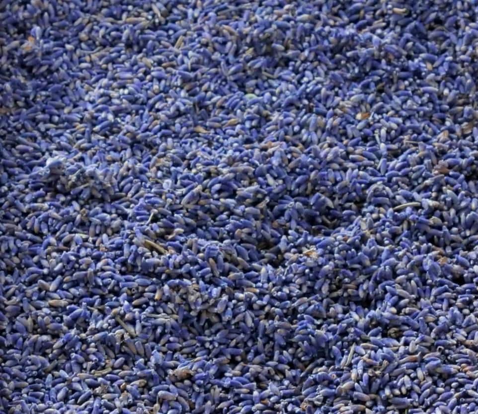 Bulk CULINARY LAVENDER FLOWER Bud Organic Dry Wholesale Natural Herb Tea Calm Infuse Honey Syrup 4oz 8oz 1lb 2lb 3lb 4lb 5lb 8lb 6lb 10lb