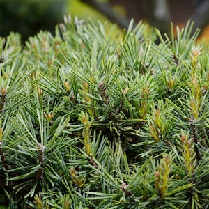 May include: Close-up of a green pine tree with long, thin needles. The needles are clustered together, creating a dense, textured surface.