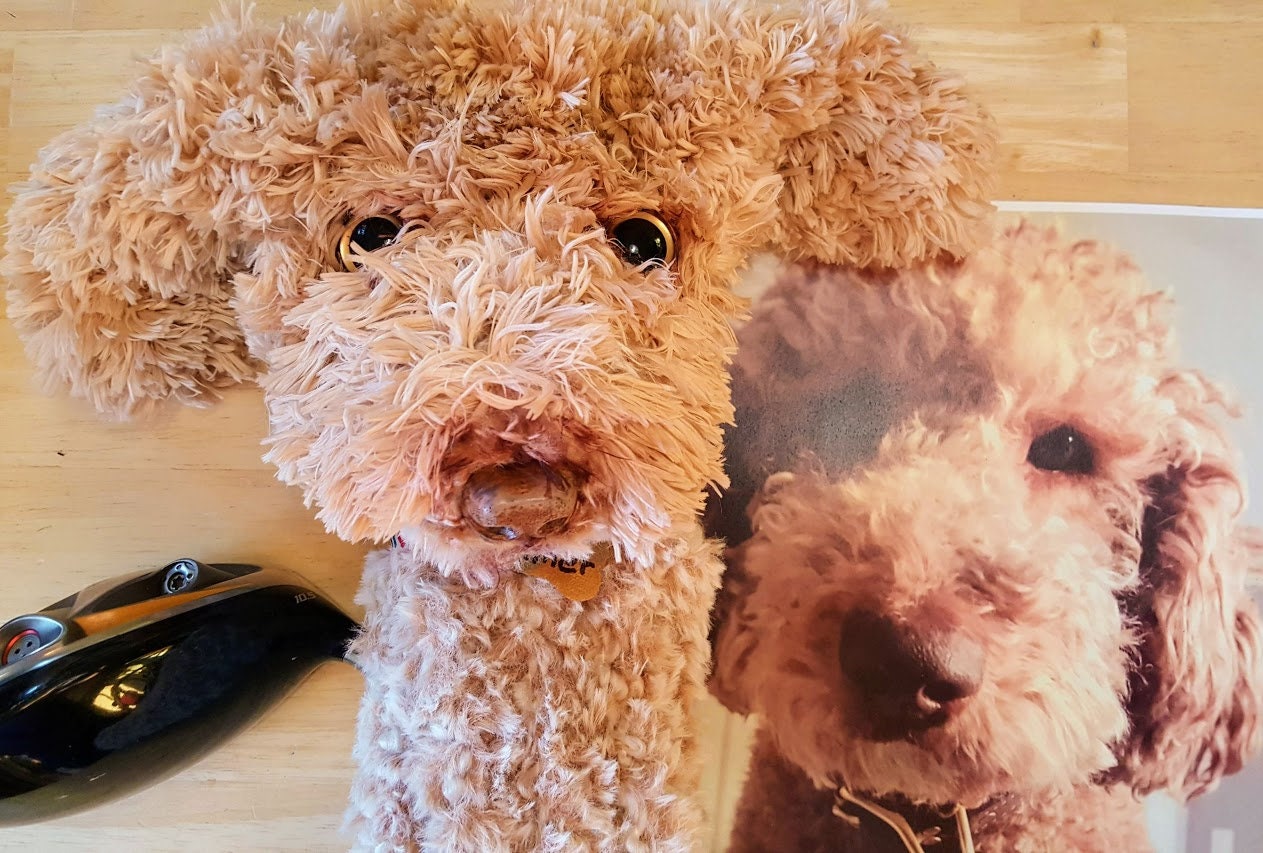 custom dog head covers