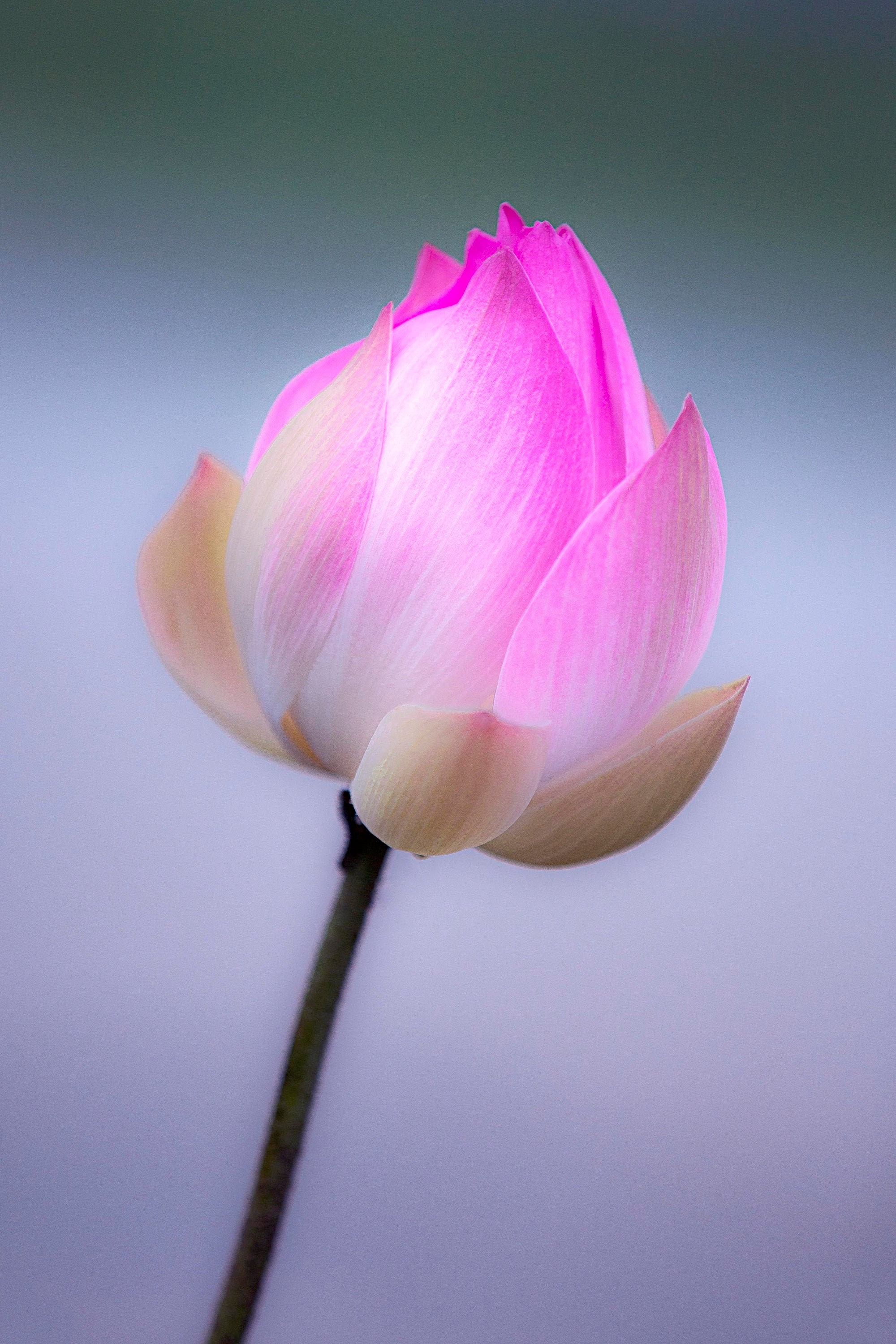 Beautiful Lotus Flower 24x18 Inch Print - Etsy