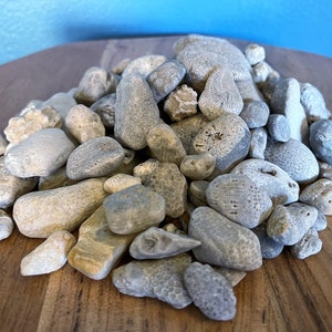 Small-Great Lakes Coral Fossils (.25-1 inch): Hand-Sourced Petoskey Stones, Honeycomb Fossils, Chain Coral, Crinoid Stems, Horn Coral, etc.