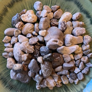 Medium-Great Lakes Coral Fossils (1-2+inches): Hand-Sourced Petoskey Stones, Honeycomb Fossils, Chain Coral, Crinoid Stems, Horn Coral, etc.