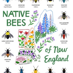 Op de afbeelding: Een illustratie van de staat New England met verschillende inheemse bijensoorten, waaronder de zweetbij, de graafbij, de pleisterbij, de hommel, de bladknipperbij, de koekoeksbij, de grote houtbij, de metselbij, de kleine houtbij, de langhoornige bij, de mijnbij en de geelgemaskerde bij. De illustratie is omringd door verschillende bloemen en planten.