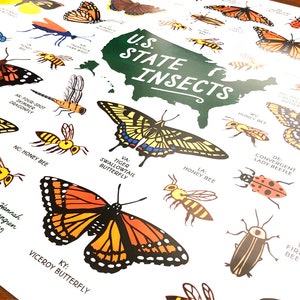 U.S. State Insects 16x20
