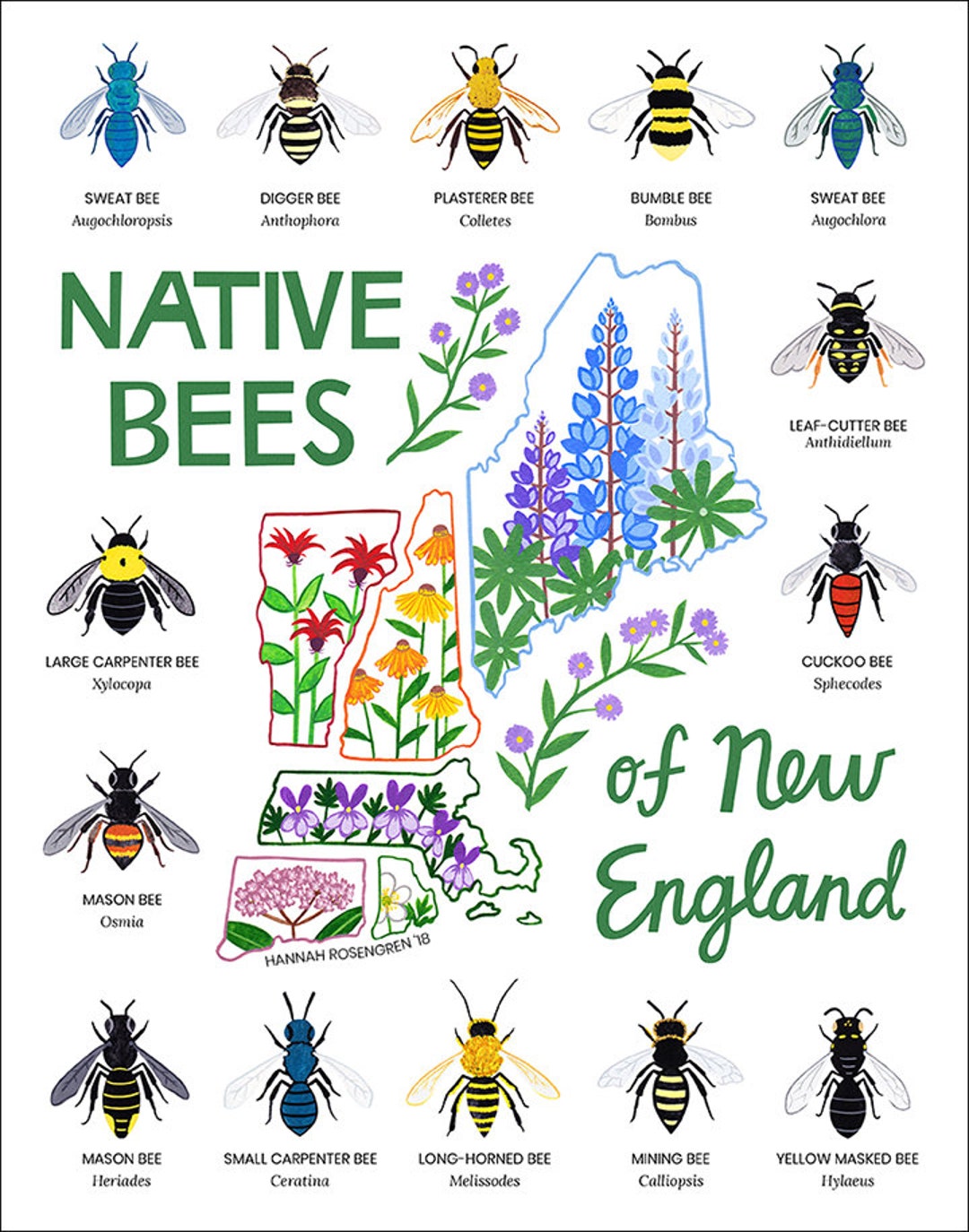 11x14" Native Bees of New England Print - Etsy
