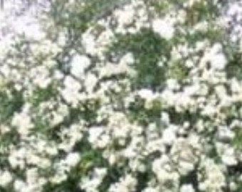 May include: A white flowering vine growing on a wall. The vine is in full bloom and the flowers are small and delicate.
