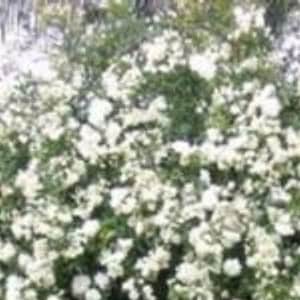 FRAGRANT LADY BANKs ROSE Cuttings-WHiTE Mini Miniature PomPom Flower-unroot Plant-diy bonsai~Climbing Trellis (Rosa banksiae) Mild Fragrance