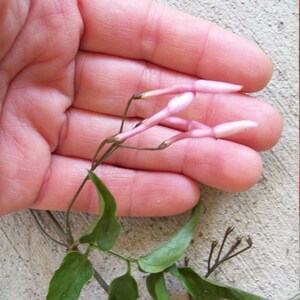 6PINK JASMINE Jasminum polyanthumUnrooted Plant CuttingsClimbing Vine-Fragrant Fragrance FlowerGazebo,Arbor,Secret Gardendiy bonsai image 4