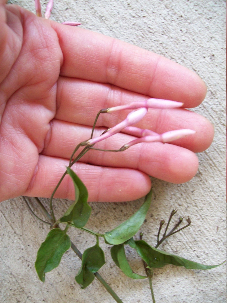 6PINK JASMINE Jasminum polyanthumUnrooted Plant CuttingsClimbing Vine-Fragrant Fragrance FlowerGazebo,Arbor,Secret Gardendiy bonsai image 4