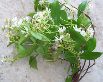 6"STAR/CONFEDERATE JASMINE(Gelsemium sempervirens)Unroot Vine Plant Cutting~Climbing/Trailing Arbor Trellis-Fragrant Fragrance Flower~bonsai