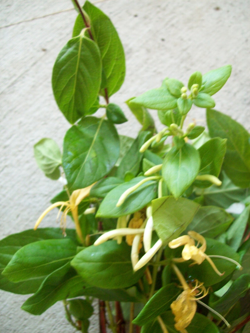 HONEYSUCKLE lonicera Choice Halls Japanese/pink Lemonade/purpurea Unroot Vine Plant