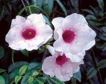 PINK BOWER VINE Jasmine(Pandorea Jasminoides)Choice: Green/Variegated~Unrooted Plant Cuttings~Climbing Vine~Arbor,Secret Garden~diy bonsai
