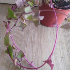 SUCCULENT IVY STRING Cuttings -Choice: Variegated German Wax,Pearl,Othonna