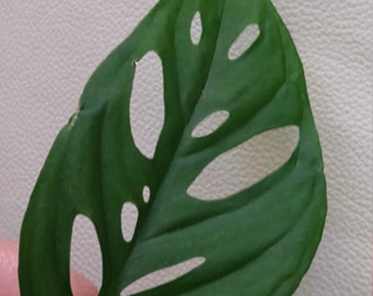 SWISS CHEESE Monstera Adansonii(Monkeys Mask)~Mini MONSTERA Cutting~Real Live Houseplant~holes in leaves~vine trailing~weird cool