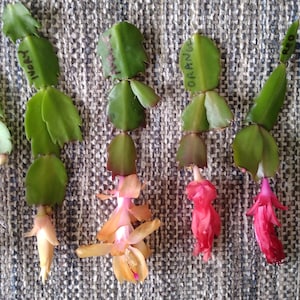 May include: Close-up of six different types of Christmas cactus cuttings with flowers in various colors, including white, peach, orange, red, pink, and magenta. The cuttings are labeled with their flower colors: "White", "Peach", "Orange", "Red", "Pink", and "Magenta".