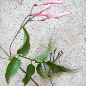 6PINK JASMINE Jasminum polyanthumUnrooted Plant CuttingsClimbing Vine-Fragrant Fragrance FlowerGazebo,Arbor,Secret Gardendiy bonsai image 1