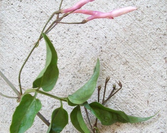 6"PINK JASMINE (Jasminum polyanthum)~Unrooted Plant Cuttings~Climbing Vine-Fragrant Fragrance Flower~Gazebo,Arbor,Secret Garden~diy bonsai