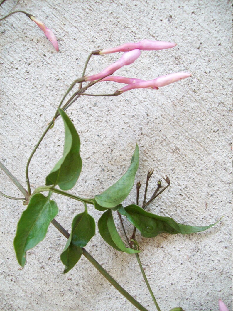 6PINK JASMINE Jasminum polyanthumUnrooted Plant CuttingsClimbing Vine-Fragrant Fragrance FlowerGazebo,Arbor,Secret Gardendiy bonsai image 1