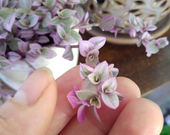 TRADESCANTIA CUTTINGS - Wandering Jew Choice: Mini Miniature Pink Panther,Zebrina,Purple Heart,Variegated~Unroot Houseplant - Fairy Garden