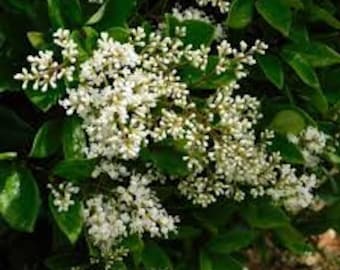 WAX LEAF PRIVET Cuttings ~ Unrooted ~ Tree/Shrub/Hedge ~ diy bonsai ~ Fragrant White Flowers ~ Bees & Hummingbirds Love It!