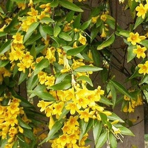 JASMINE JESSAMINE Star or Carolina Unroot Vine Plant CuttingbonsaiClimbing Trellis Fence Patio-Flower image 2