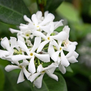 JASMINE JESSAMINE Star or Carolina Unroot Vine Plant CuttingbonsaiClimbing Trellis Fence Patio-Flower image 1